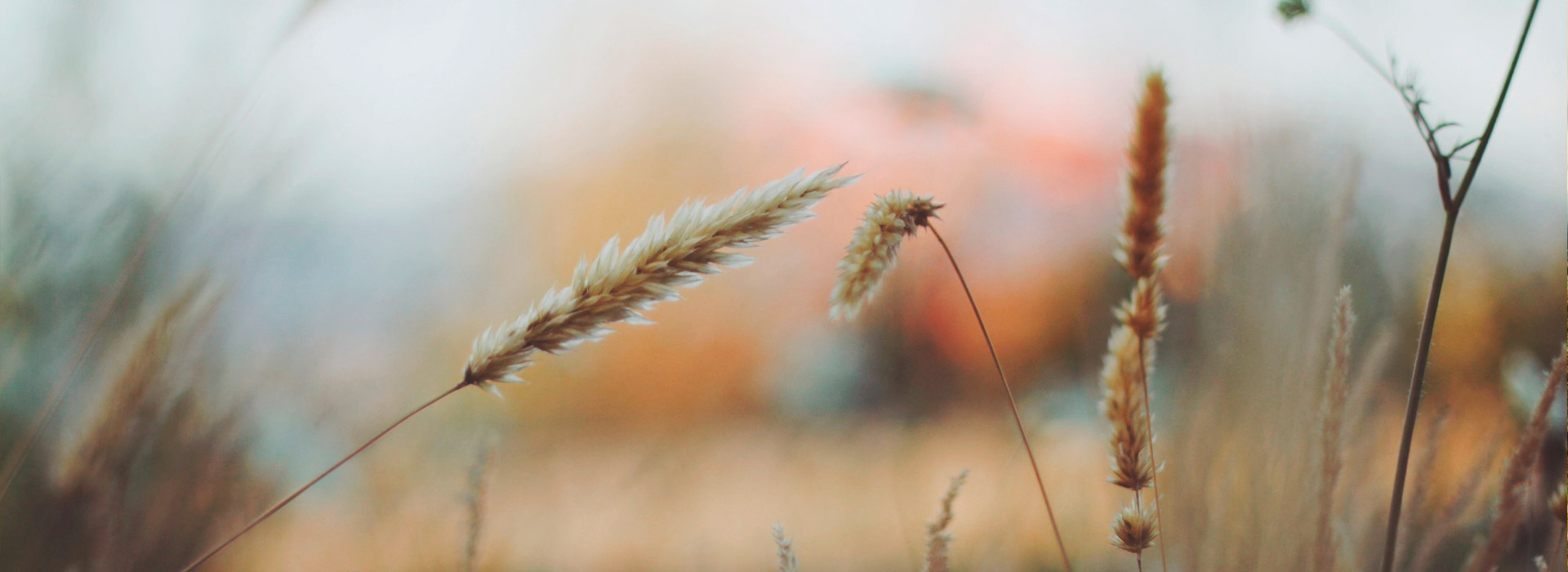 ddos攻击在哪能买到