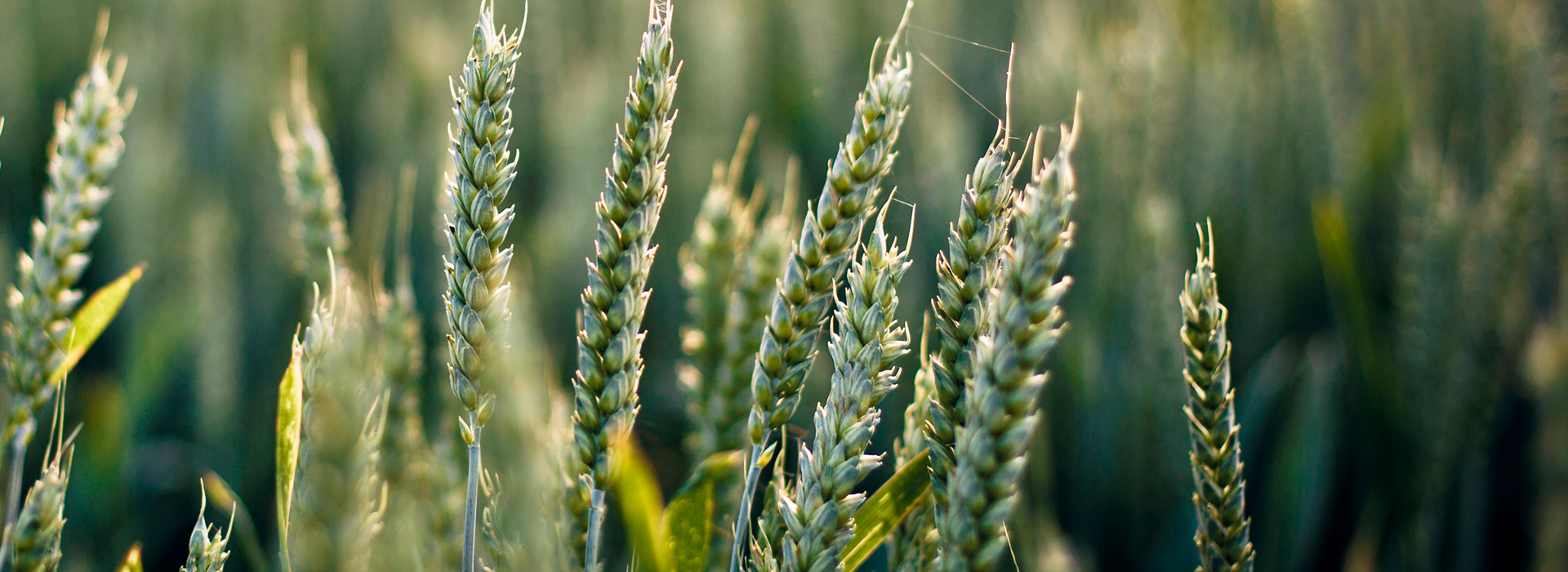 攻击网站的方法